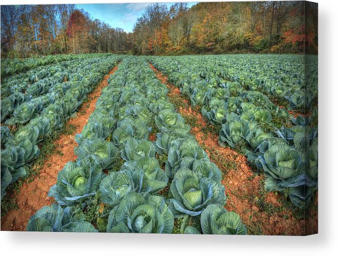 Cabbage Patch Canvas Print featuring the photograph Blue Ridge Cabbage Patch by Jaki Miller