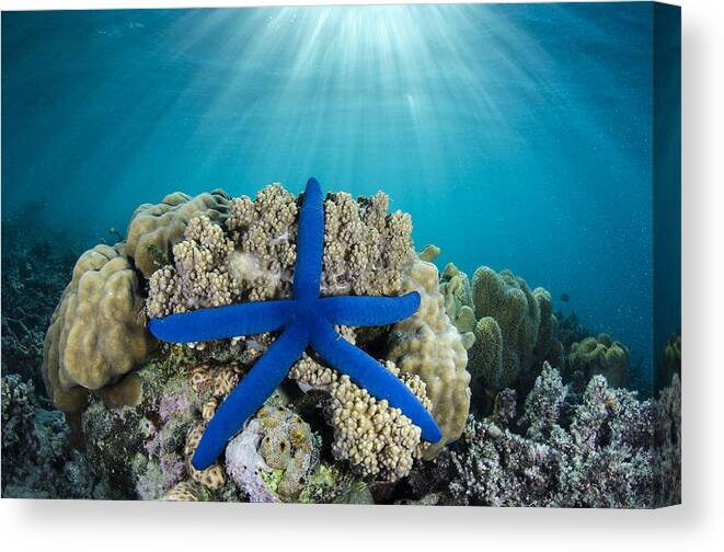 Pete Oxford Canvas Print featuring the photograph Blue Sea Star Fiji by Pete Oxford