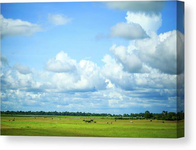 Tranquility Canvas Print featuring the photograph Blue Sky And White Clouds And Grassland by Greenlin