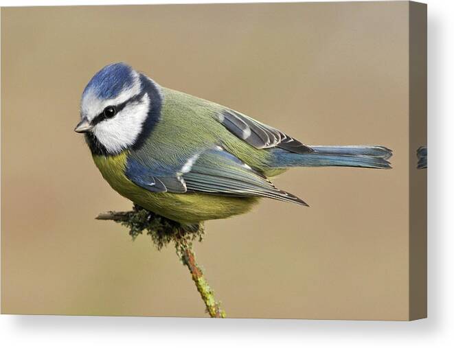 Animal Themes Canvas Print featuring the photograph Blue Tit by Robert Trevis-smith