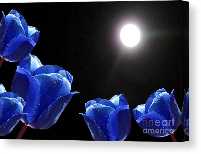 Kathie Mccurdy Canvas Print featuring the photograph Blue Tulips in the Moonlight by Kathie McCurdy