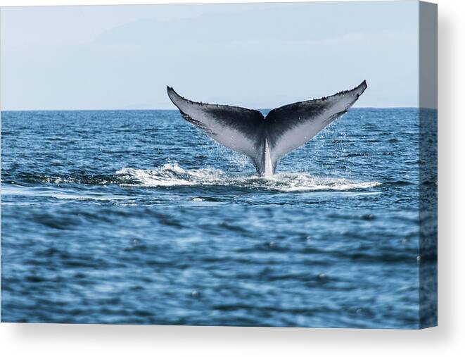 Blue Whale Canvas Print featuring the photograph Blue Whale Balaenoptera Musculus Tail by Michael Mike L. Baird Flickr.bairdphotos.com