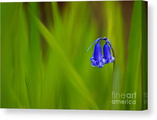 Bluebell Canvas Print featuring the photograph Bluebell by Janet Burdon