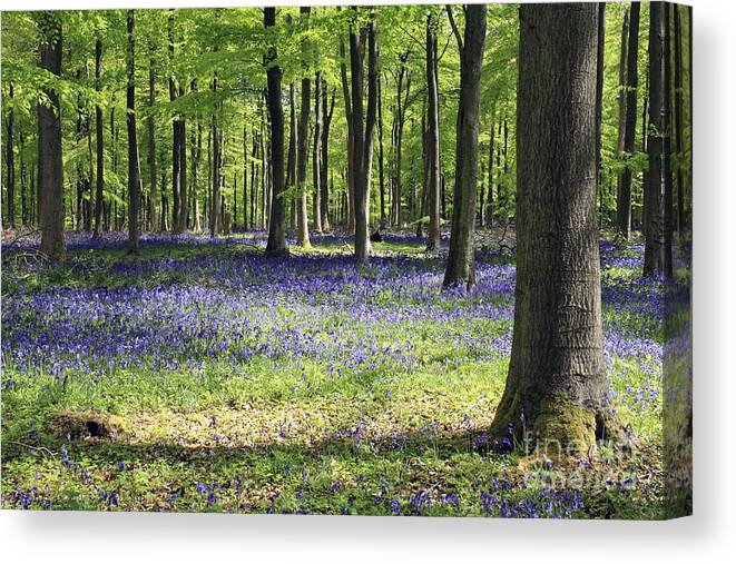 Bluebell Wood Uk Bluebells Forest Beech Tree Trees English Landscape Countryside Woodland Spring Summer Surrey Canvas Print featuring the photograph Bluebell Wood UK by Julia Gavin