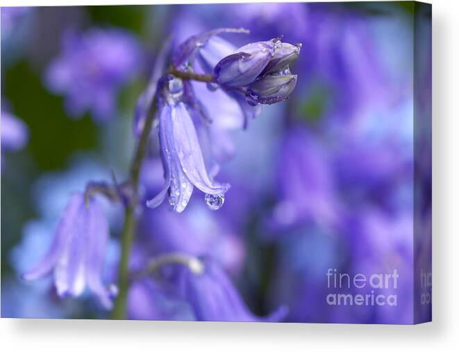 Bluebells Canvas Print featuring the photograph Bluebells After the Rain 2 by Sharon Talson