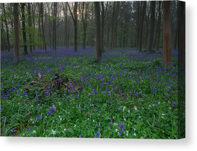 Bluebells Canvas Print featuring the photograph Bluebells in Oxey Wood by Nick Atkin