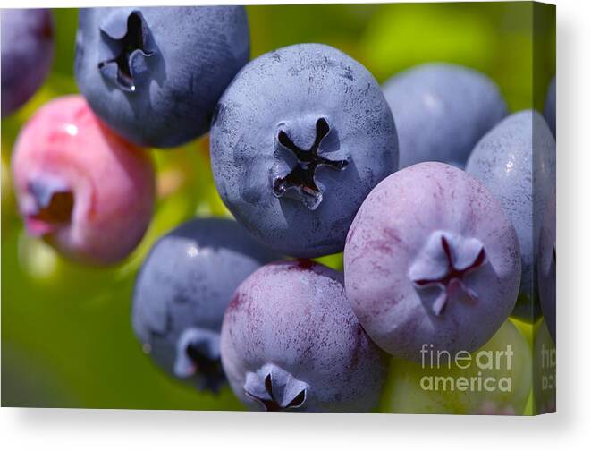 Blueberry Canvas Print featuring the photograph Blueberries by Sharon Talson