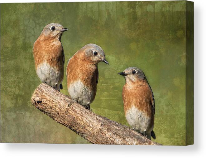 Bluebirds Canvas Print featuring the photograph Bluebirds Times Three by Bonnie Barry