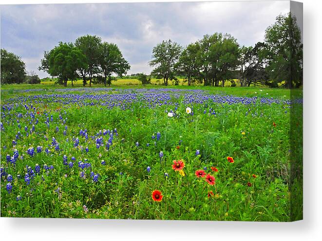 Wildflowers Canvas Print featuring the photograph Bluebonnet Fields Forever by Lynn Bauer
