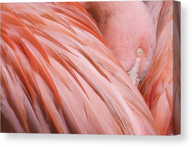 Blushing Flamingo Canvas Print featuring the photograph Blushing Flamingo by Wes and Dotty Weber