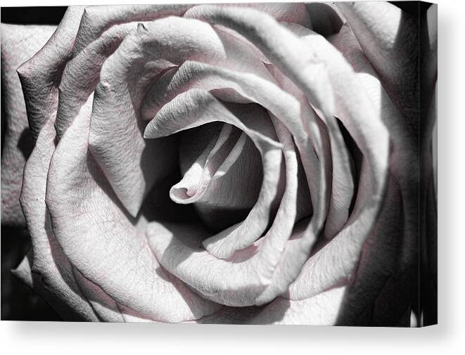 Rose Canvas Print featuring the photograph Blushing Rose by Kathy Churchman