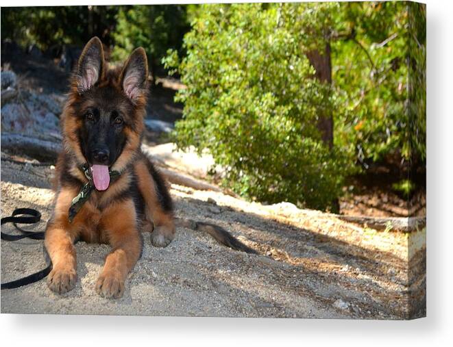 Bodhi Canvas Print featuring the photograph Bodhi's Trail by Christine Owens