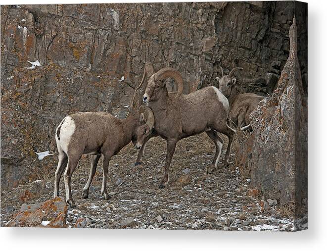 Large Animals Canvas Print featuring the photograph Bodyguard by Eric Nelson 