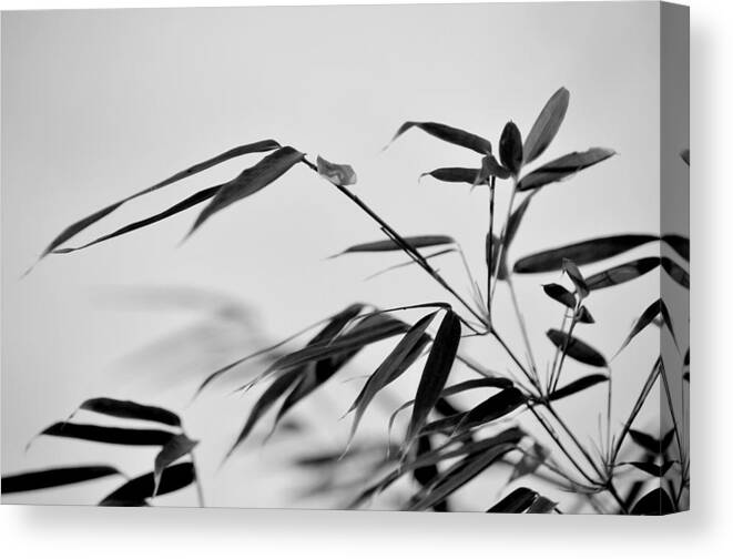 Bamboo Canvas Print featuring the photograph Bokeh Bamboo by Nathan Abbott