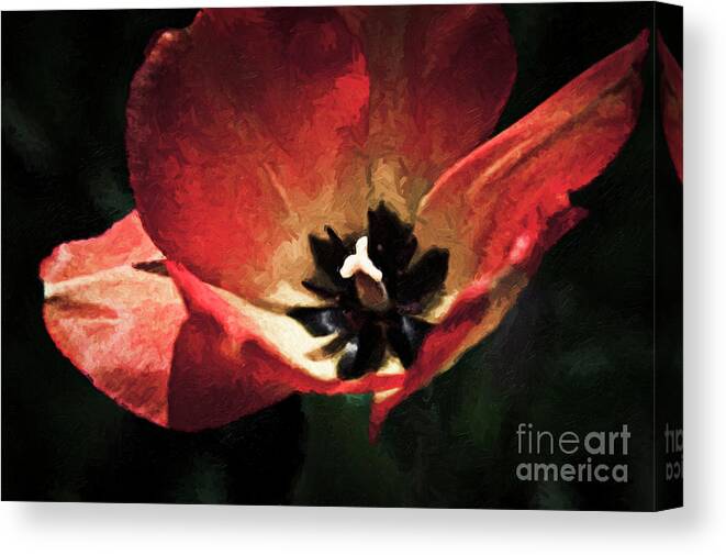 'happy Flower' Canvas Print featuring the photograph Bold Springtime Tulip by Linda Matlow