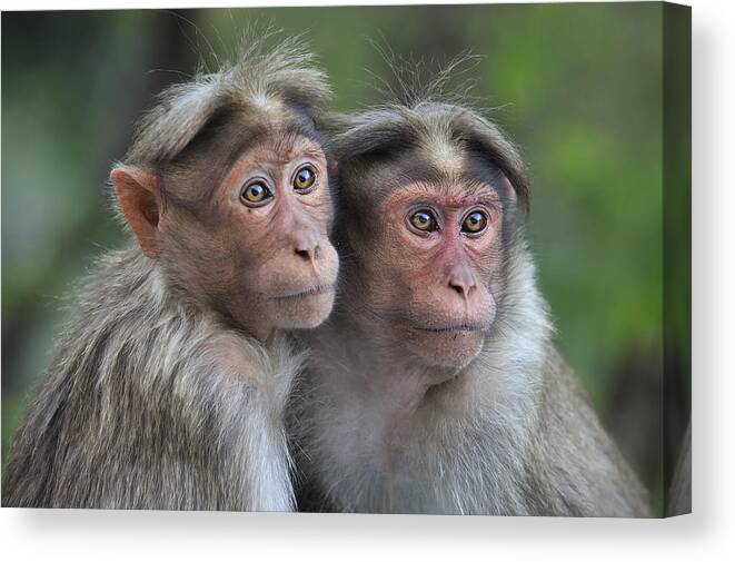 Thomas Marent Canvas Print featuring the photograph Bonnet Macaque Pair Huddling India by Thomas Marent