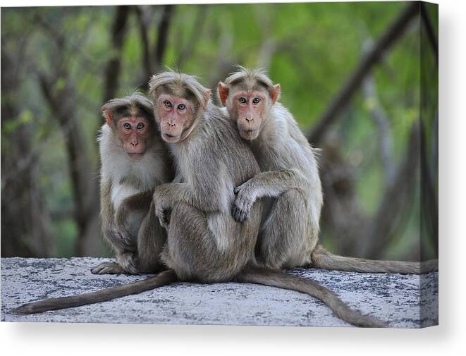 Thomas Marent Canvas Print featuring the photograph Bonnet Macaque Trio Huddling India by Thomas Marent