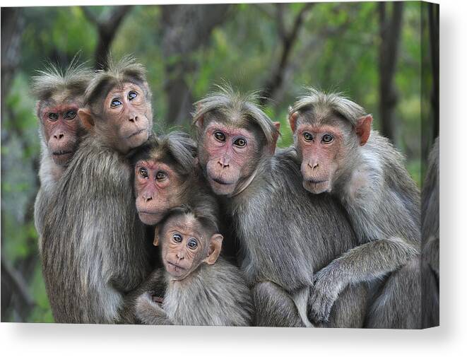 Thomas Marent Canvas Print featuring the photograph Bonnet Macaques Huddling Western Ghats by Thomas Marent
