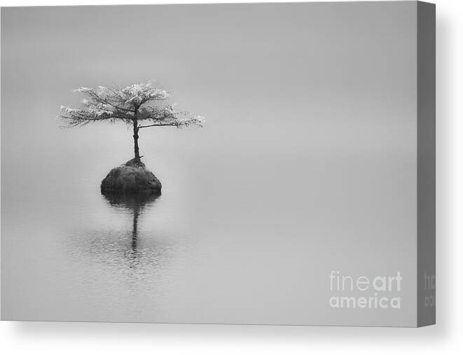 2013 Canvas Print featuring the photograph Bonsai at Fairy Lake by Carrie Cole