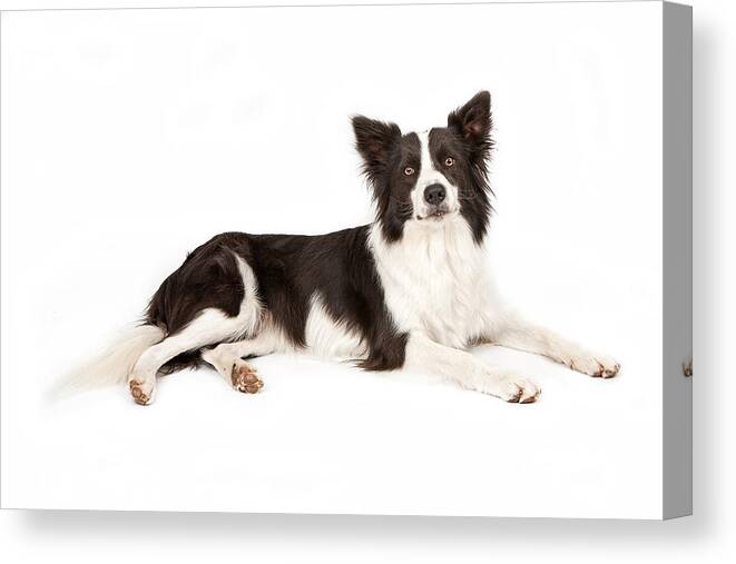Dog Canvas Print featuring the photograph Border Collie Dog Looking Forward by Good Focused