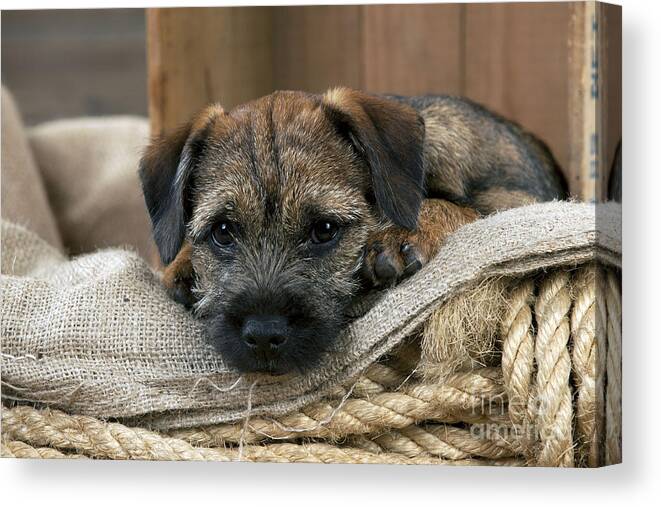 Dog Canvas Print featuring the photograph Border Terrier Puppy Dog by John Daniels