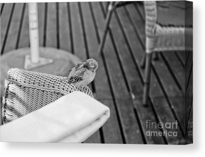 Sparrow Canvas Print featuring the photograph Boring Party by Dariusz Gudowicz