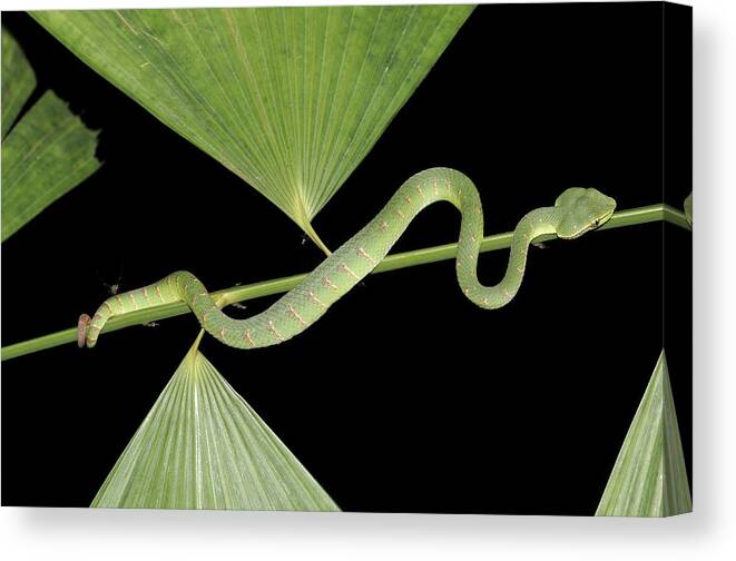 Wildlife Canvas Print featuring the photograph Bornean Keeled Green Pit Viper Juvenile by Fletcher & Baylis