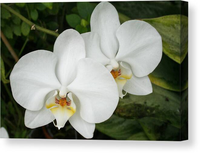 Orchid Canvas Print featuring the photograph Bosom Blossoms by Rosemary Aubut