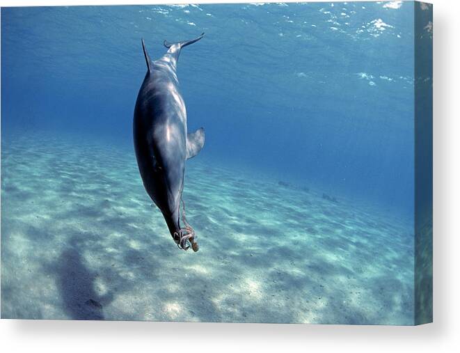 Marine Canvas Print featuring the photograph Bottlenose Dolphin With Reef Octopus by Jeff Rotman