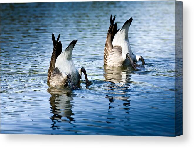 Canadian Geese Canvas Print featuring the photograph Bottoms Up by John Magyar Photography