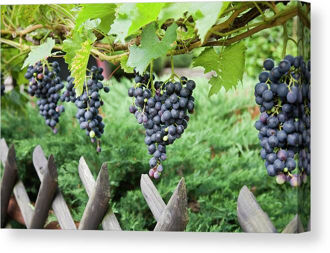 Hanging Canvas Print featuring the photograph Bountiful Harvest by Diephosi