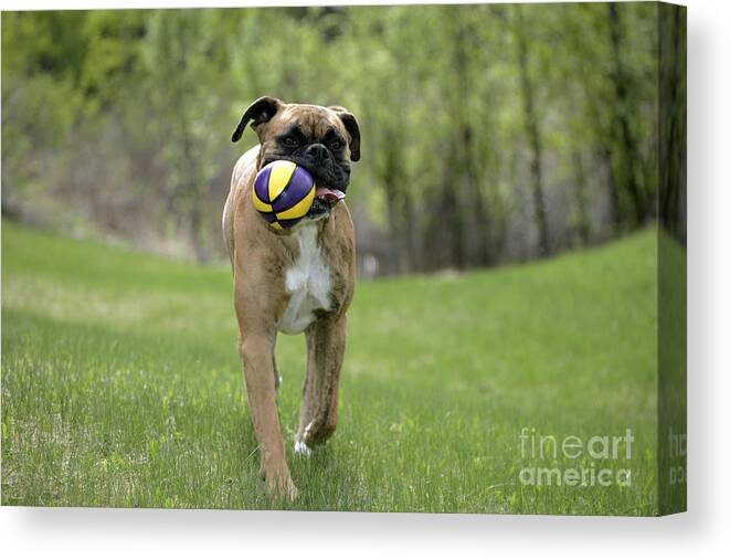 Dog Canvas Print featuring the photograph Boxer Playing With Ball by Rolf Kopfle