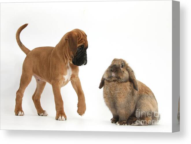 Nature Canvas Print featuring the photograph Boxer Puppy With Lionhead-lop Rabbit by Mark Taylor