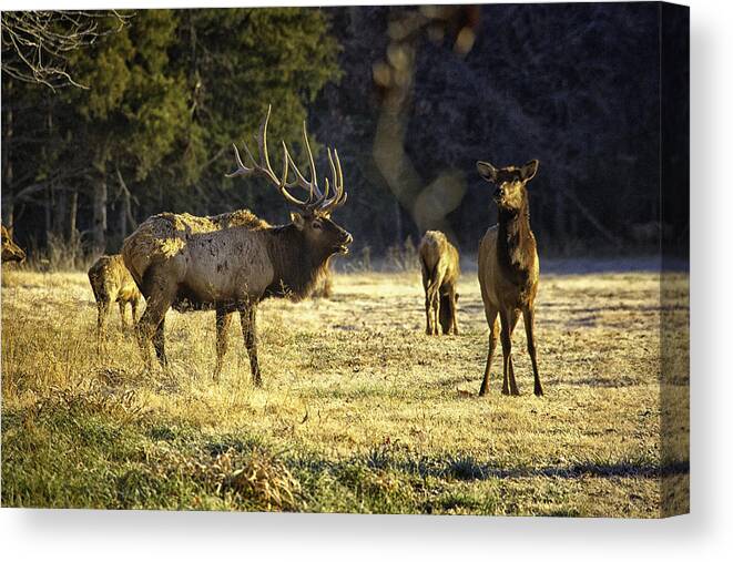 Bull Elk Canvas Print featuring the photograph Boxley Stud and Cow Elk by Michael Dougherty