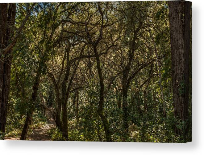 Big Sur Canvas Print featuring the photograph Branching Out by George Buxbaum