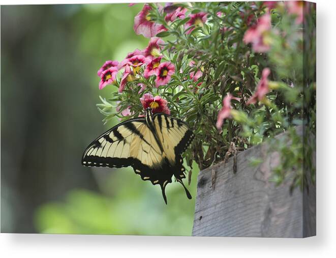 Tiger Swallowtail Canvas Print featuring the photograph Breakfast at the windowbox by Robert Camp