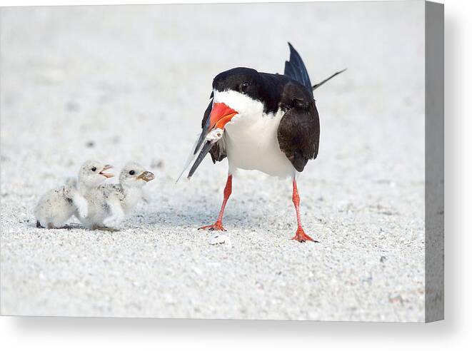 black Skimmers black Skimmer Adult Canvas Print featuring the photograph Breakfast. by Evelyn Garcia