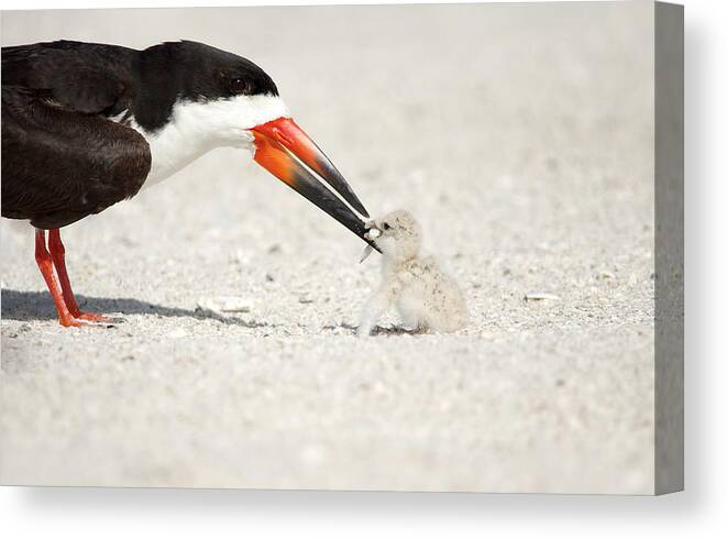 black Skimmers Skimmer Canvas Print featuring the photograph Black Skimmer and chick. by Evelyn Garcia