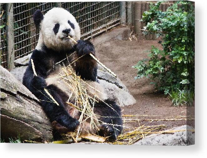 Giant Panda Canvas Print featuring the digital art Breakfast Time by Photographic Art by Russel Ray Photos