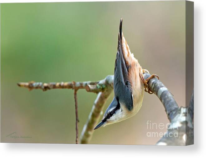 Breakneck - The Nuthatch Canvas Print featuring the photograph Breakneck - the Nuthatch by Torbjorn Swenelius