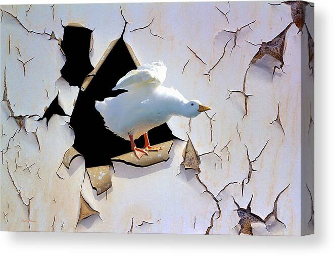 Duck Canvas Print featuring the photograph Breakout by Phyllis Denton