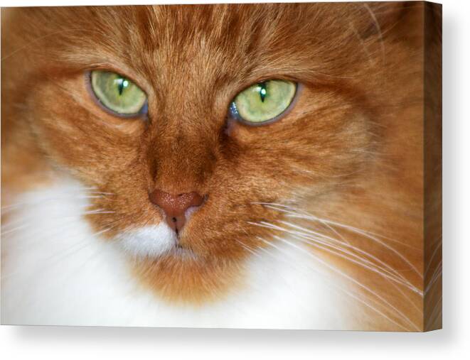 Cat Canvas Print featuring the photograph Bright Eyes by Rhonda Humphreys
