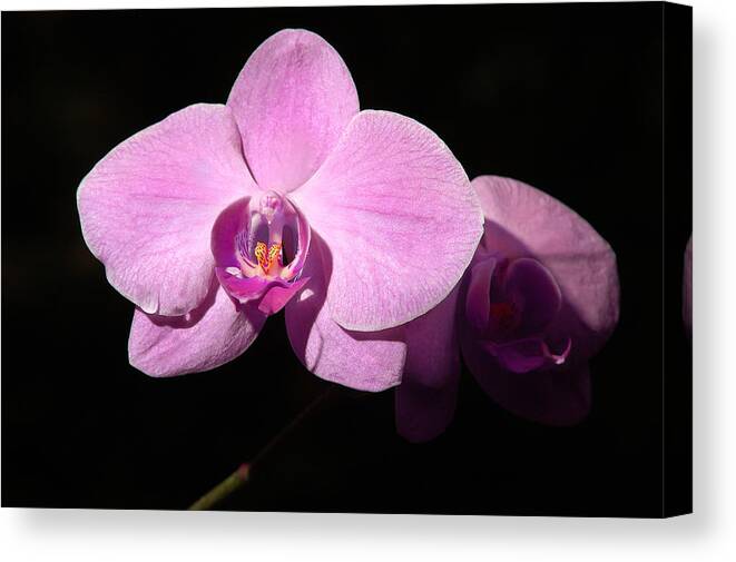 Penny Lisowski Canvas Print featuring the photograph Bright Orchid by Penny Lisowski
