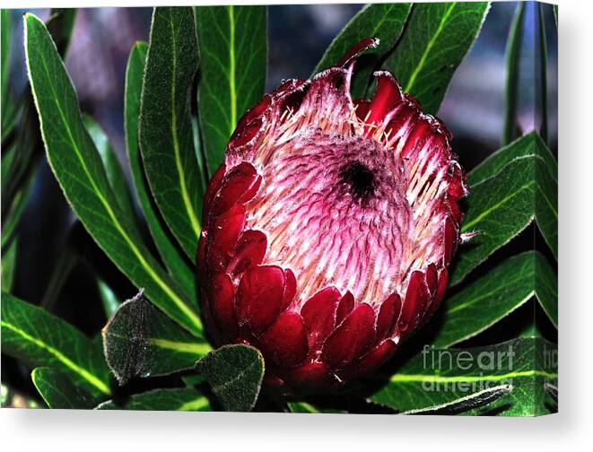 Photography Canvas Print featuring the photograph Bright'n'Happy Protea by Kaye Menner