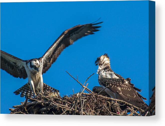 Osprey Canvas Print featuring the photograph Bringing Home Dinner by Cathy Kovarik