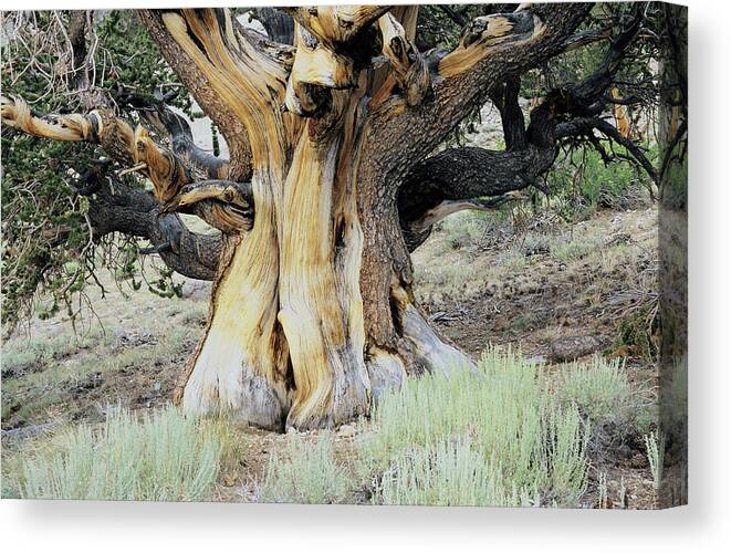 Bristlecone Pine Canvas Print featuring the photograph Bristlecone Pine by Alex Bartel/science Photo Library