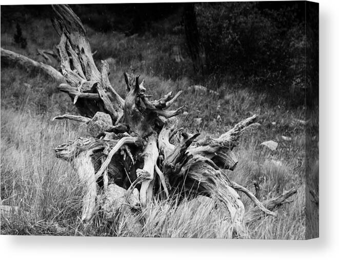 Abstracts Canvas Print featuring the photograph Bristlecone Pine Stump by Harold Rau