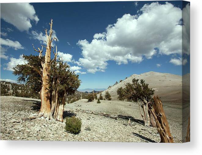 Pinus Longaeva Canvas Print featuring the photograph Bristlecone Pine Trees by Quincy Russell, Mona Lisa Production/science Photo Library