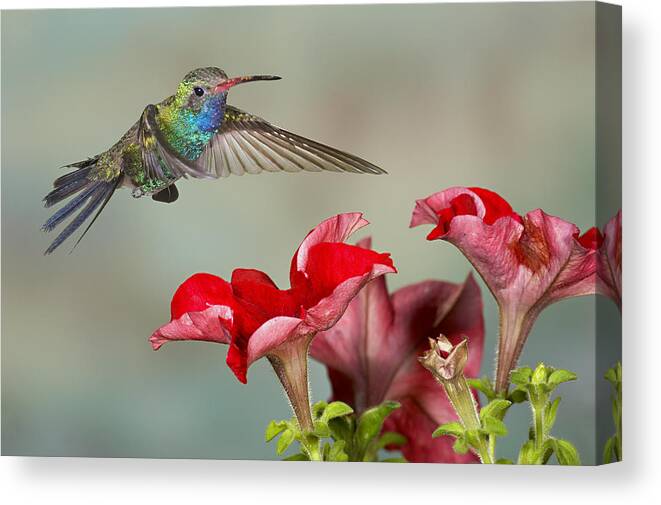 Action Canvas Print featuring the photograph Broad billed Hummingbird 4 by Jack Milchanowski