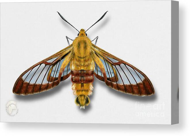 Delicate Canvas Print featuring the painting Broad-bordered Bee Hawk Moth Butterfly - Hemaris fuciformis naturalistic painting -Nettersheim Eifel by Urft Valley Art Matt J G Maassen-Pohlen